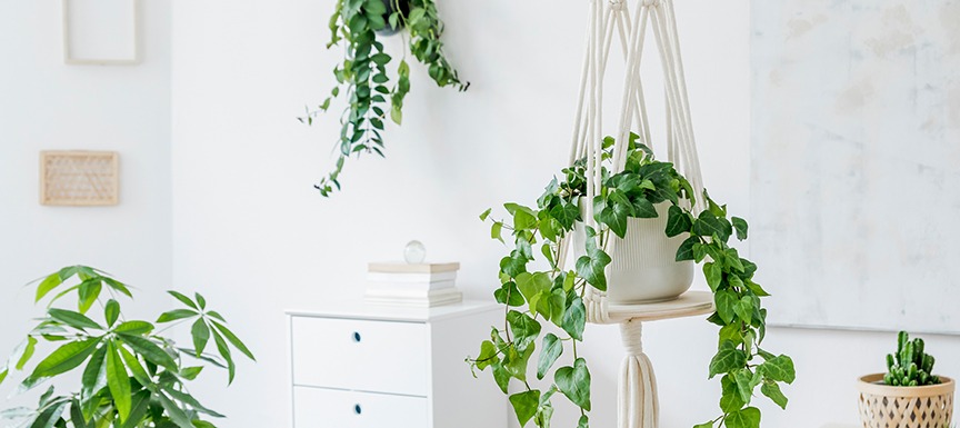 Go Green with Home Décor Items