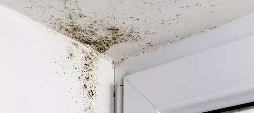 Mould or Mildew
