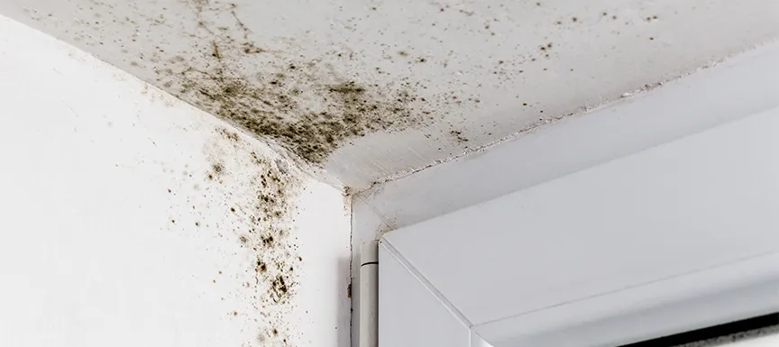 The Appearance of Mould or Mildew in Your Space