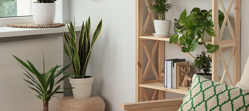 What Plants And Natural Decor Elements fit Compact Spaces?