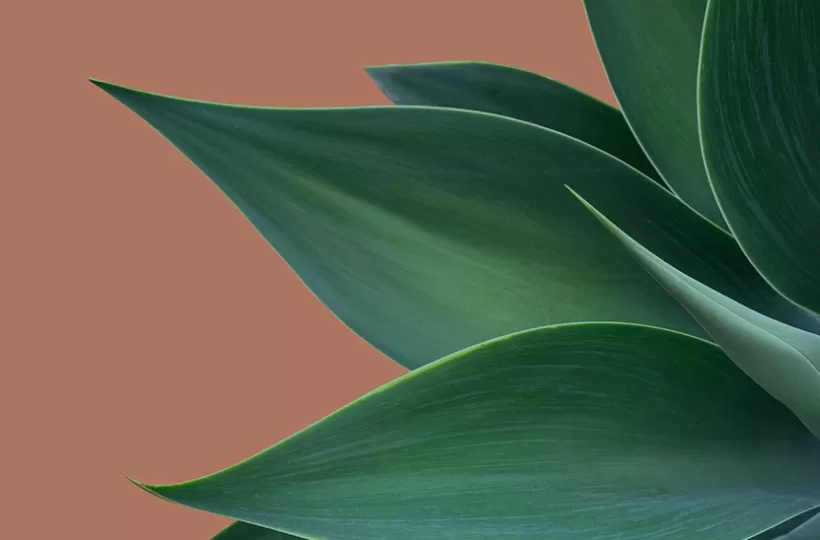 Mocha Mousse Colour of the Year – Meaning, Combinations, Interior Ideas and Trends