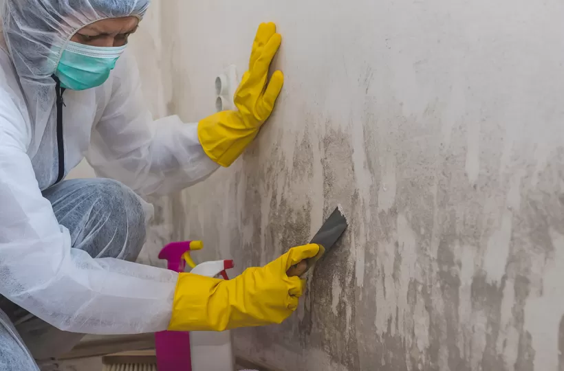 What Are Anti-Fungal and Anti-Bacterial Paints? Benefits & Uses