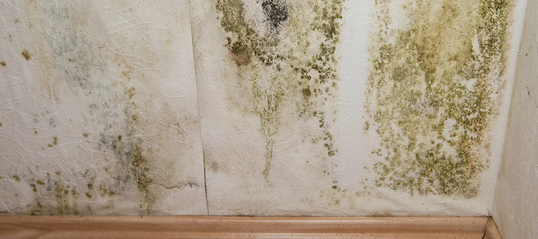 The Three Ws of Mold Brain fog, Water damage, Mold allergy