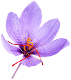 Saffron flower